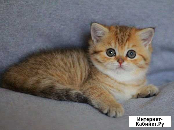 Солнечная девочка Петергоф - изображение 1