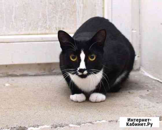 Отдам красивого котика Вологда