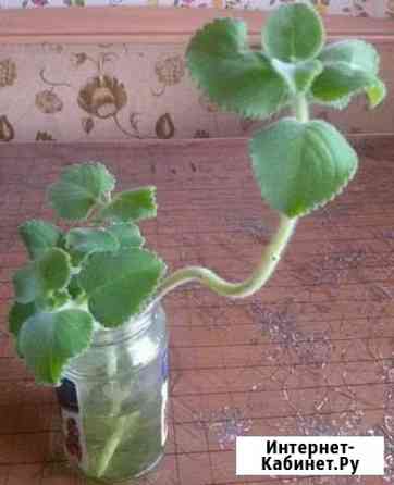 Комнатная мята Благовещенск