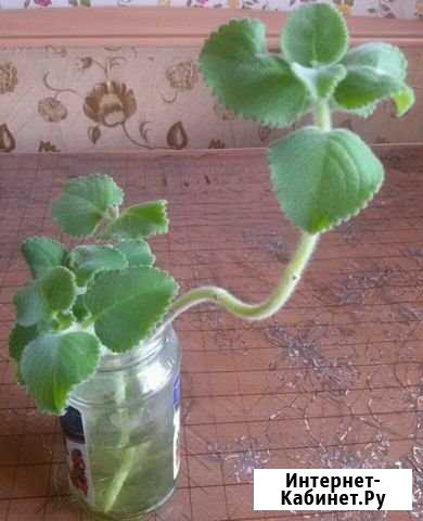 Комнатная мята Благовещенск - изображение 1