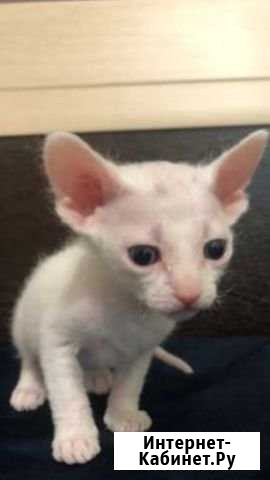 Котята в добрые руки Норильск - изображение 1