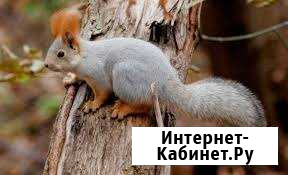 Алтайские белочки Омск - изображение 1