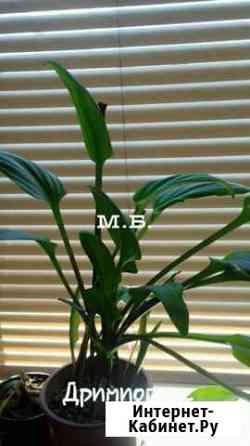 Дримиопсис Самара