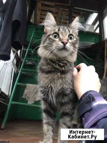Котик 4-5 месяцев Щёлково - изображение 1