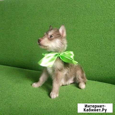 Хаски(мальчик) Пушкин - изображение 1