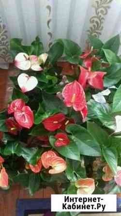 Антуриум Новосибирск