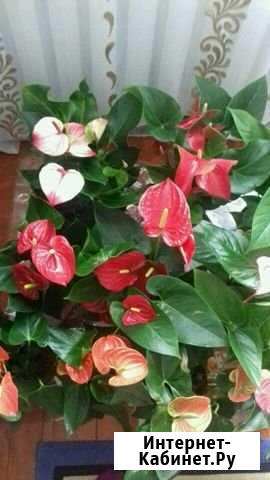 Антуриум Новосибирск - изображение 1