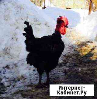 Цыплята,Петухи,Утки в Егорьевске Егорьевск
