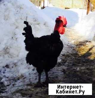 Цыплята,Петухи,Утки в Егорьевске Егорьевск - изображение 1
