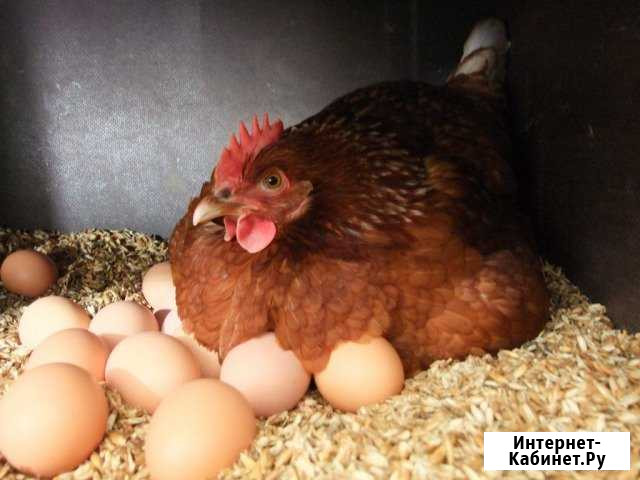 Яйца домашние куриные Зима - изображение 1