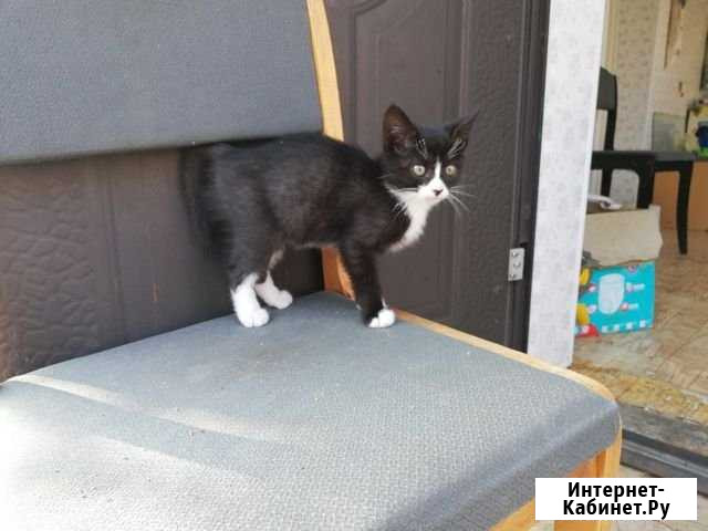 Котята от деревенской кошки мышеловки Нежинка - изображение 1