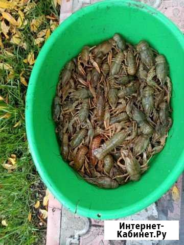 Живые раки Красный Яр - изображение 1