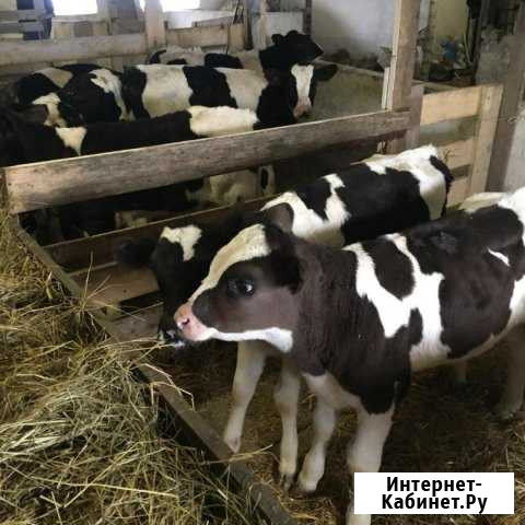 Телята. Бычки молодняк Орехово-Зуево - изображение 1