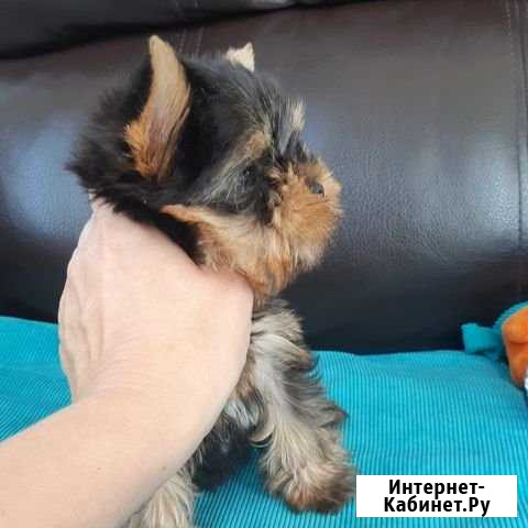 Мультяшки Пятигорск - изображение 1