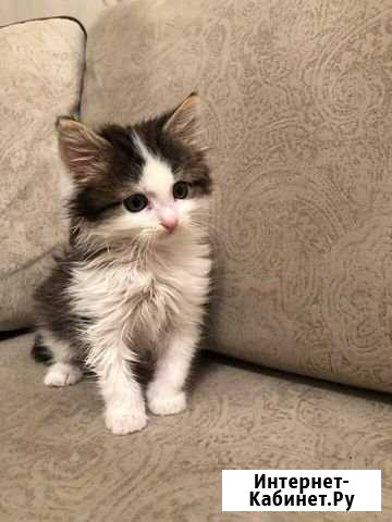 Котик Обнинск - изображение 1