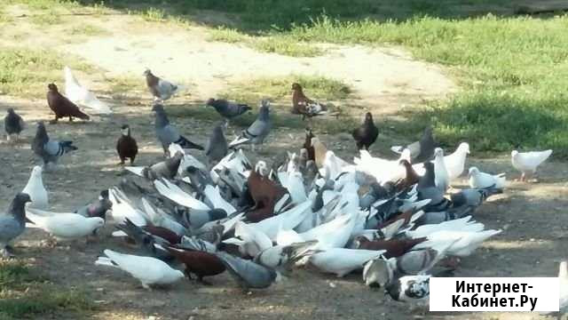 Голуби Ленинградская - изображение 1