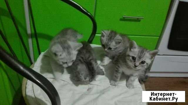 Котята в добрые руки Стерлитамак - изображение 1