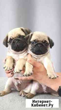 Чёрные и бежевые щеночки мопс продажа Ульяновск