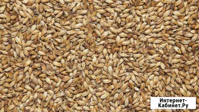 Солод Карамельный 150 евс, 1кг Краснодар - изображение 1