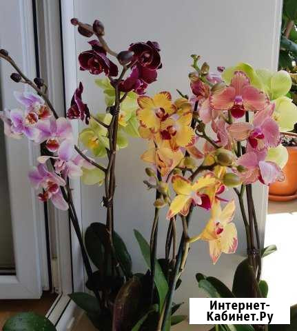Орхидеи Белогорск - изображение 1