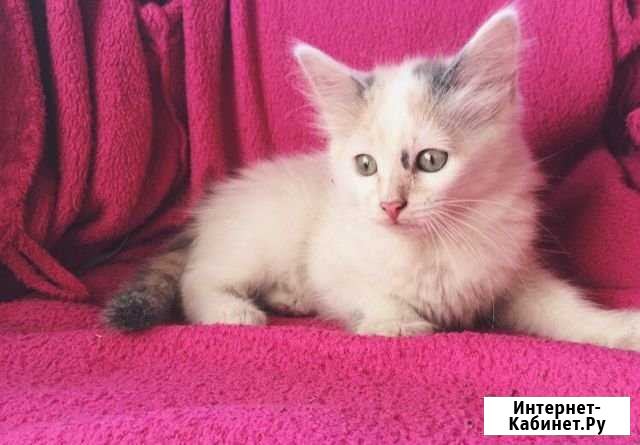 Котёнок девочка Красково - изображение 1