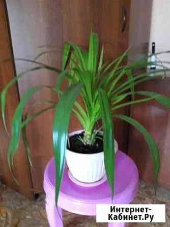 Комнатные цветы Улан-Удэ