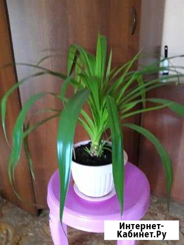 Комнатные цветы Улан-Удэ - изображение 1