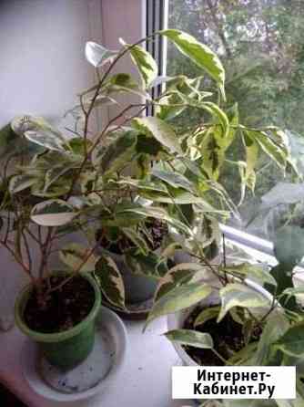 Разные цветы Пермь