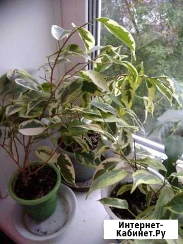 Разные цветы Пермь - изображение 1