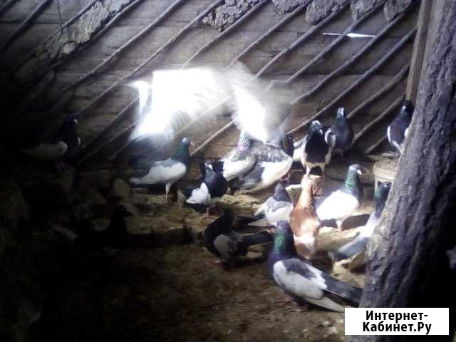 Продам голубей Воронеж - изображение 1