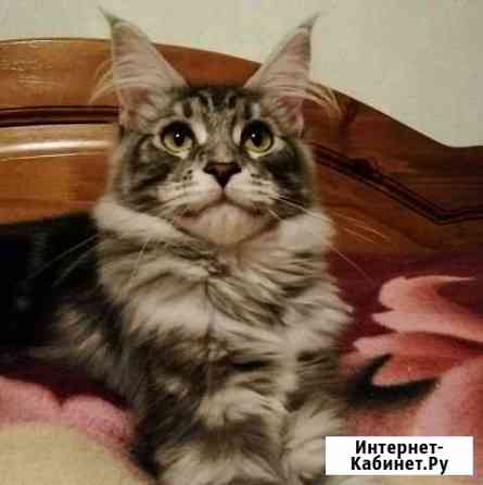 Котик Мейн-Кун Электросталь