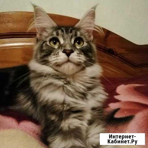 Котик Мейн-Кун Электросталь - изображение 1