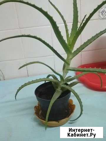 Алоэ лекарственное Чебоксары - изображение 1