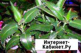 Каланхое Нижневартовск