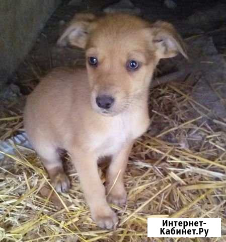 Отдам в добрые руки Рубцовск - изображение 1
