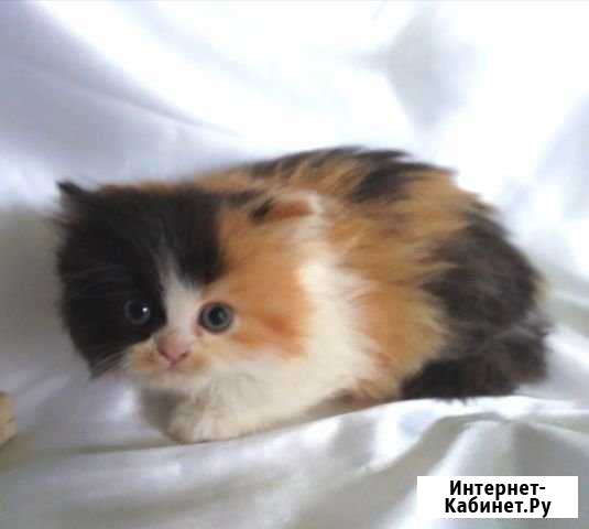 Шотландские котята Боголюбово - изображение 1