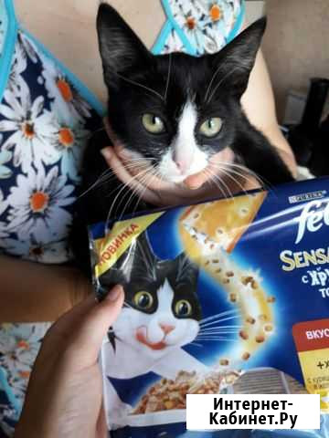 Котята в добрые руки Изобильный - изображение 1