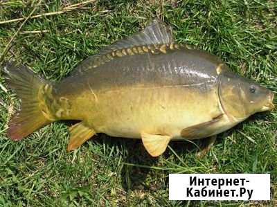 Продаётся живая рыба оптом Барсуковская - изображение 1