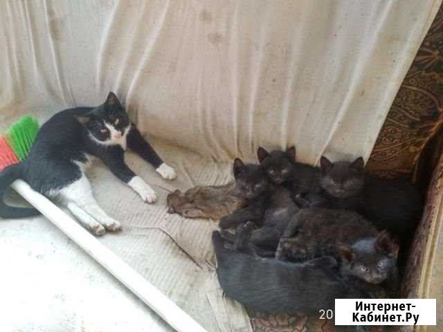 Котята Калниболотская - изображение 1