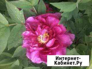 Древовидные пионы Пятигорск