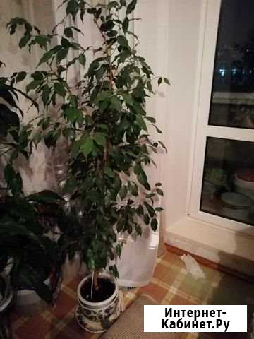 Бенджамина Саяногорск - изображение 1
