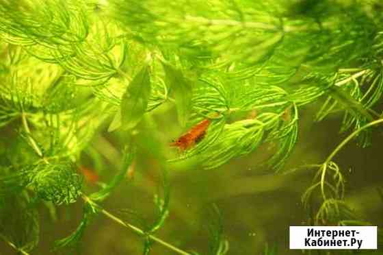 Роголистник Тюмень