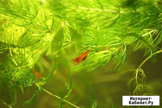 Роголистник Тюмень - изображение 1