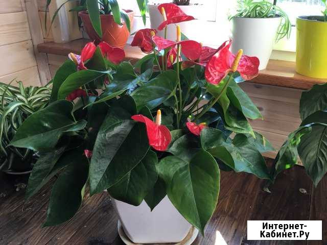 Антуриум кустовой Котельники - изображение 1