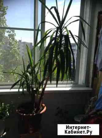 Юкка Волгоград