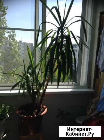 Юкка Волгоград - изображение 1