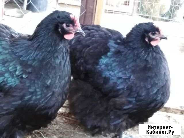 Семья орпов чёрных, полосатых, малинов Ахтанизовская - изображение 1