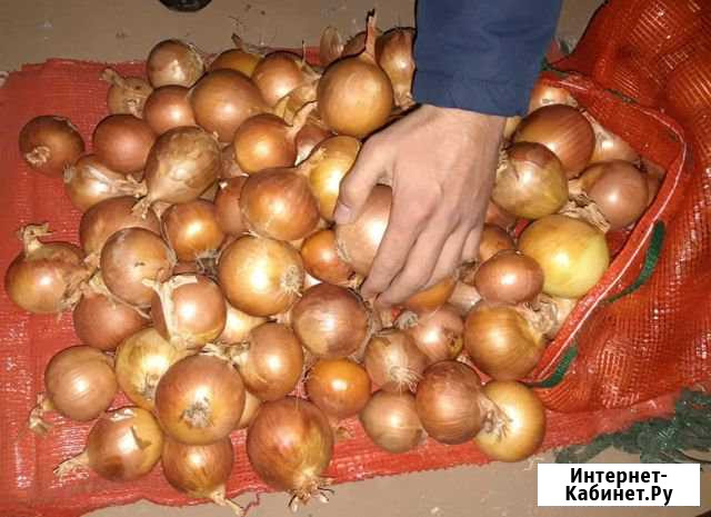 Лук репчатый 4+ на продажу или на перо от 20т опт Волгоград - изображение 1
