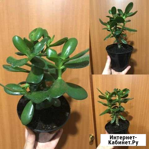 Толстянка или денежное дерево Приютово - изображение 1