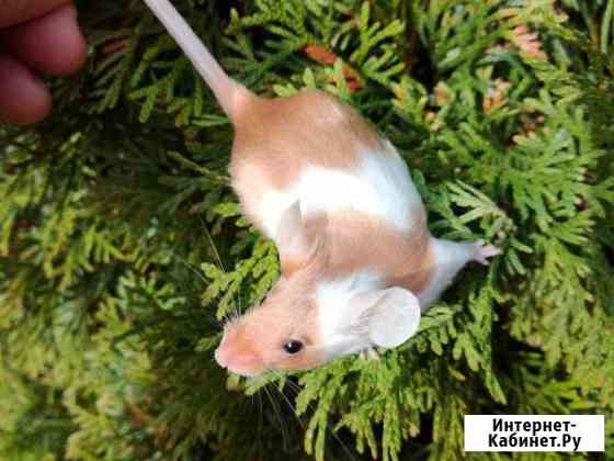 Мышата,мышки,сатиновые,голые,велюровые, флоковые Москва